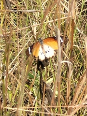 Danaus