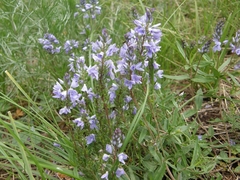Veronica prostrata