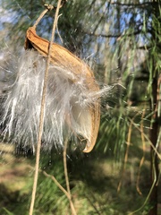 Asclepiadeae