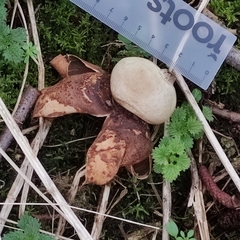 Geastrum pectinatum