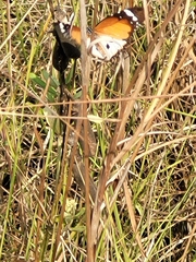 Danaus