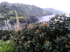 Rhaphiolepis umbellata