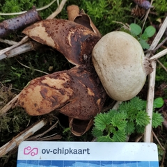 Geastrum pectinatum