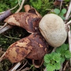 Geastrum pectinatum