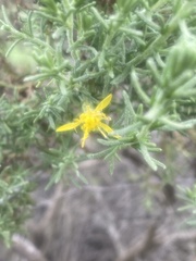 Ericameria ericoides