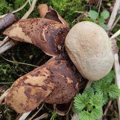 Geastrum pectinatum