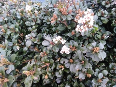 Rhaphiolepis umbellata