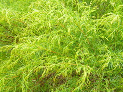 Acanthostyles buniifolius