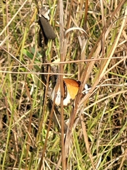 Danaus