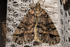 Pseudocoremia colpogramma