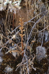 Orobanche minor