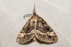 Pseudocoremia colpogramma