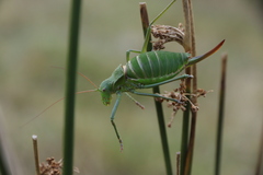 Callicrania ramburii