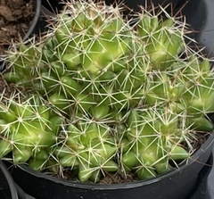 Mammillaria compressa