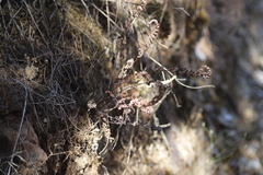 Aleuritopteris farinosa