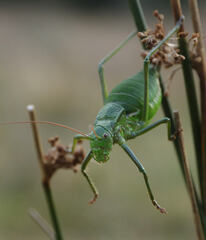 Callicrania ramburii