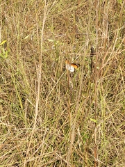 Danaus