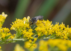 Colletes simulans