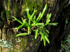 Rhipsalis