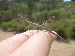 Tetanorhynchini