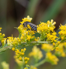 Colletes simulans