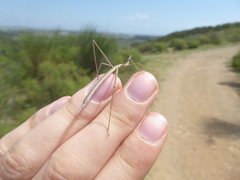 Tetanorhynchini