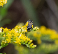 Colletes simulans