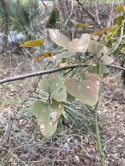 Smilax bona-nox