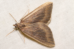 Xanthorhoe occulta