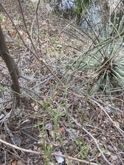 Smilax bona-nox