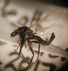 Dilophus febrilis