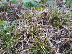 Carex humilis