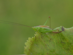Conocephalus dorsalis
