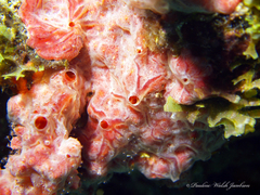 Monanchora arbuscula