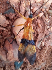 Graptocleptes