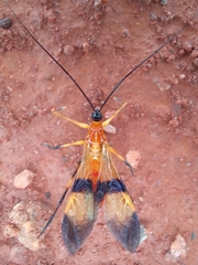 Graptocleptes