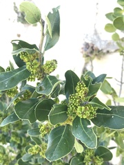 Rhamnus alaternus