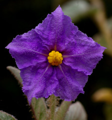 Solanum cocosoides