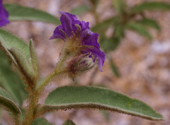 Solanum cocosoides