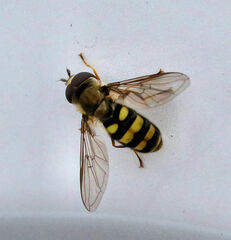 Eupeodes latifasciatus