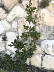 Rhamnus alaternus