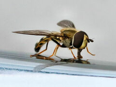 Eupeodes latifasciatus