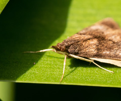 Uresiphita maorialis