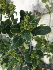 Rhamnus alaternus