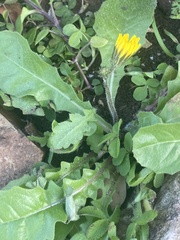 Crepis sancta