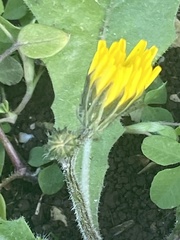 Crepis sancta
