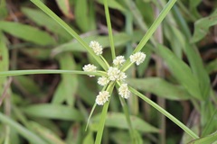 Cyperus luzulae