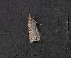 Eudonia submarginalis