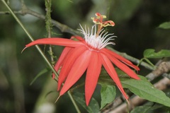 Passiflora vitifolia