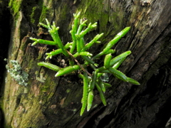 Rhipsalis